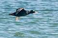 161: Duck - Surf Scoter-2