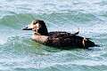 162: Duck - White-winged Scoter M1 female