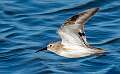 164: Dunlin -1