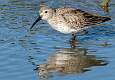 165: Dunlin -3