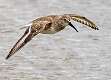 166: Dunlin -5