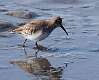 167: Dunlin M1