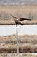 170: Eagle - Bald M2 Juvenile
