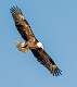 172: Eagle - Bald-1