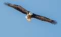 173: Eagle - Bald-2