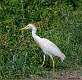 248: Egret - Cattle M3