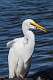175: Egret - Great M2