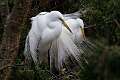 176: Egret - Great M3