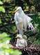177: Egret - Great M4 chicks (2)