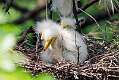 178: Egret - Great M5 Chicks