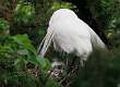 179: Egret - Great M6 chicks