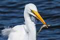 180: Egret - Great M7