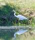 181: Egret - Great M8