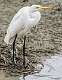 182: Egret - Great-1