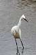 183: Egret - Snowy M1