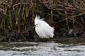184: Egret - Snowy M2