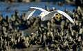 185: Egret - Snowy-1