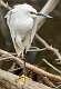 186: Egret - Snowy-2