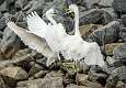 187: Egret - Snowy-3