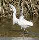 188: Egret - Snowy-4