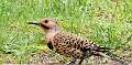 194: Flicker - Northern M1
