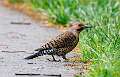 195: Flicker - Northern M2
