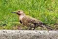 196: Flicker - Yellow-shafted-1