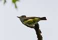 197: Flycatcher - Great Crested M1