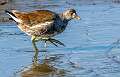 198: Gallinule - Common-1