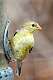 201: Goldfinch - American - M1