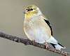 202: Goldfinch - American-1