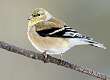203: Goldfinch - American-2