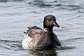 204: Goose - Brant M1
