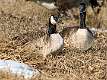 208: Goose - Canada-1