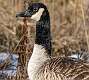 209: Goose - Canada-2