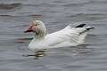 211: Goose - Snow M2
