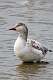 213: Goose - Snow M4 juvenile