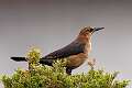 216: Grackle - Boat-tailed M1 female