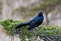 217: Grackle - Boat-tailed M2