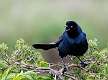218: Grackle - Boat-tailed M3