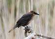 219: Grackle - Boat-tailed M4 female