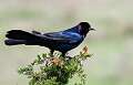 220: Grackle - Boat-tailed M5