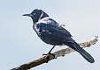 221: Grackle - Boat-tailed-1