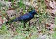 222: Grackle - Common M1