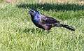 223: Grackle - Common-1