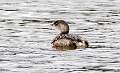 225: Grebe – Pied-billed-1