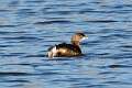 224: Grebe - Pied-billed M1