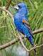 226: Grosbeak - Blue-1