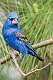 227: Grosbeak - Blue-2