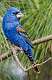 228: Grosbeak - Blue-3